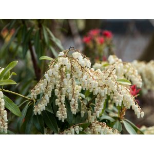 Pieris japonský (Pieris japonica) ´PRELUDE´ - výška 20-30 cm, Ø 20-30 cm, kont. C3L